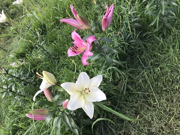 2018-06-13 16.10.31.jpg